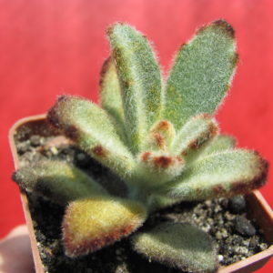 Kalanchoe     tomentosa     *Chocolate  Soldier*