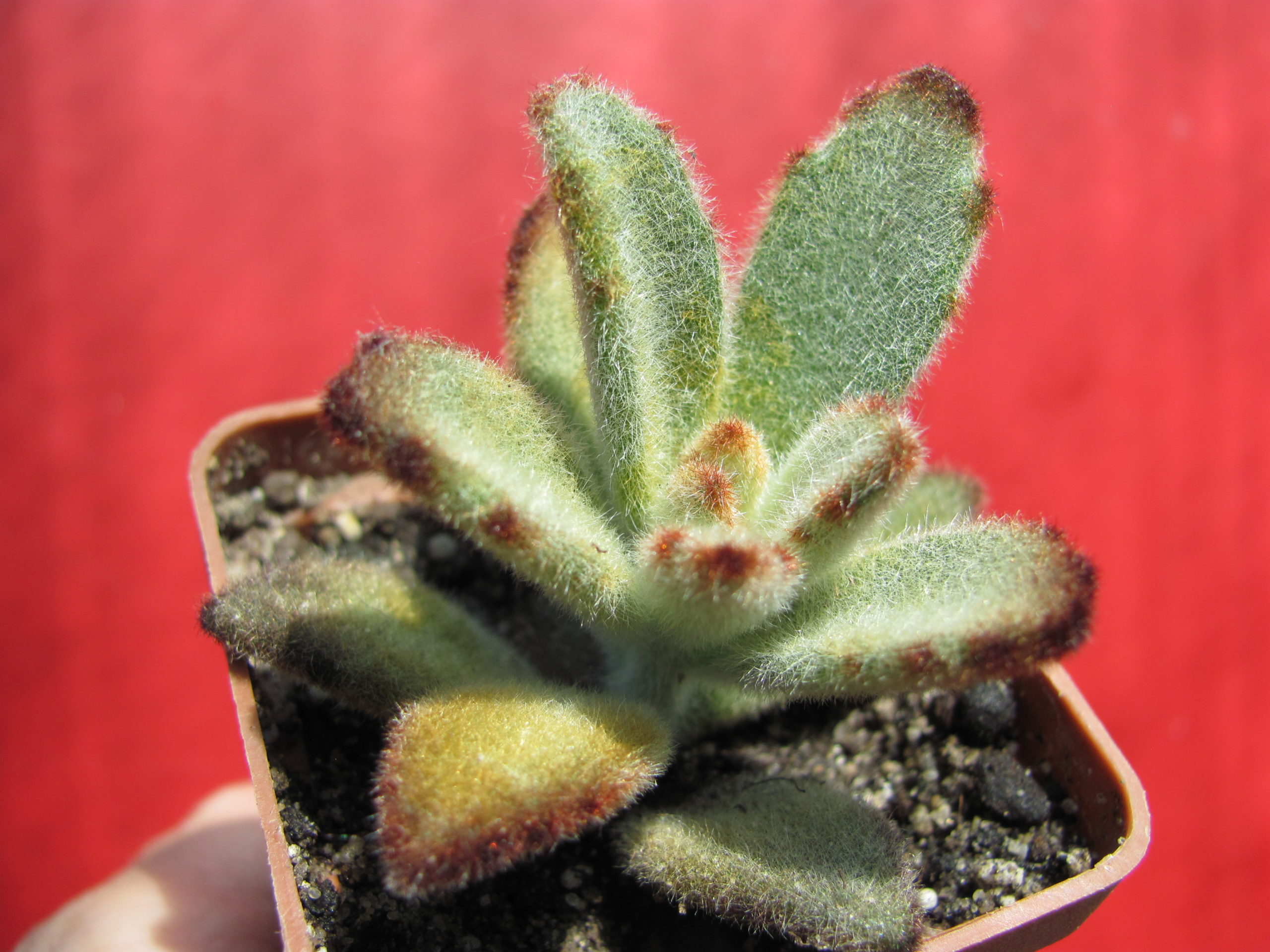 Kalanchoe tomentosa *Chocolate Soldier*