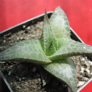Haworthia    tescellata   *Parva*