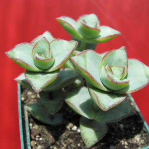 Crassula   perforata   *String of Buttons*