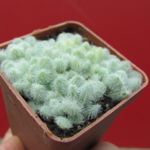 Sedum   hintonii