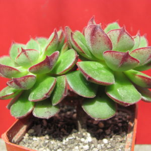 Echeveria    Joan    Daniel