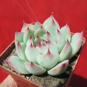 Echeveria   chihuahuensis    Ruby  Blush