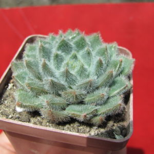 Echeveria     Glitters