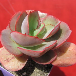 Echeveria    Suyon