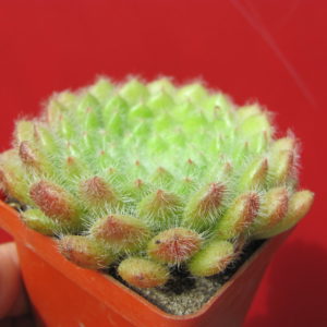 Echeveria   setosa