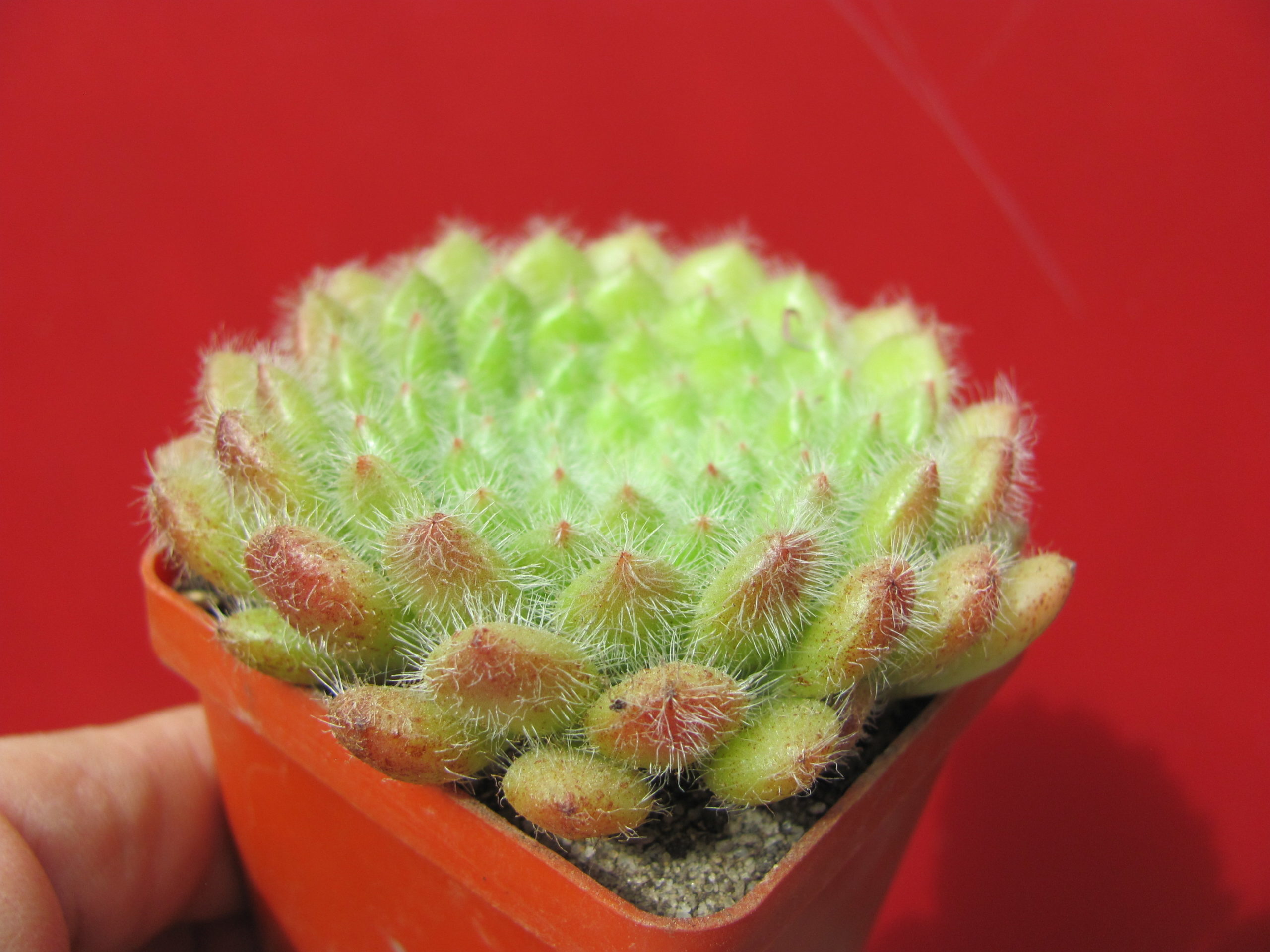Echeveria   setosa