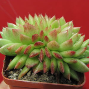 Echeveria    Gilva    cristata