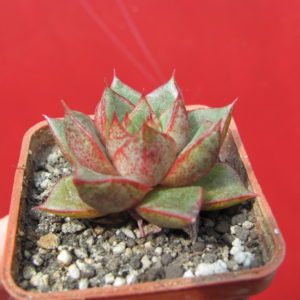 Echeveria    purpusorum    hybr.