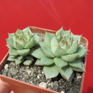 Echeveria     Fabiola