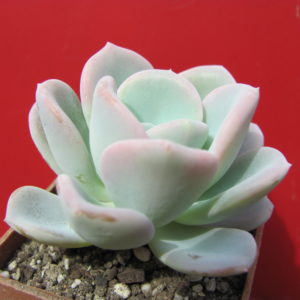 Echeveria    Orpet