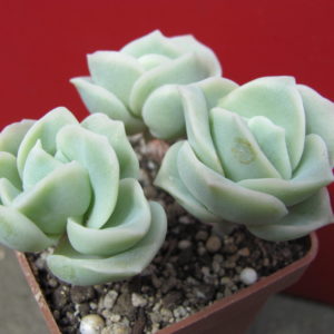 Echeveria   Lovely  Rose       3  разом