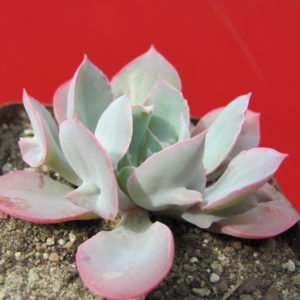 Echeveria     Trumpet   Pinky