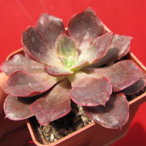 Echeveria     Red   Prince