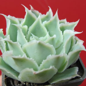 Echeveria    Laguna   Sanchez