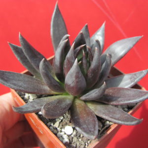 Echeveria   Black   Knight