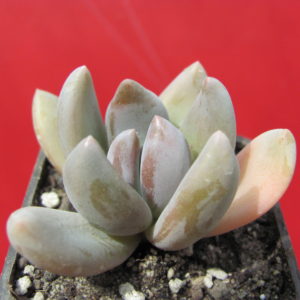 Pachyveria   fittkaui
