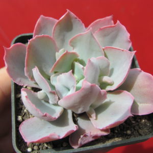 Echeveria    Trumpet   Pinky