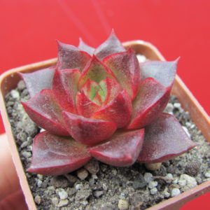 Echeveria    purpusorum    Red     ( hybrid  Lipskiy )