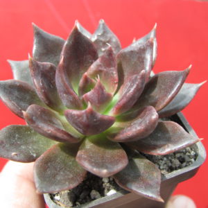 Echeveria    Alfred   Graf