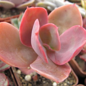 Echeveria