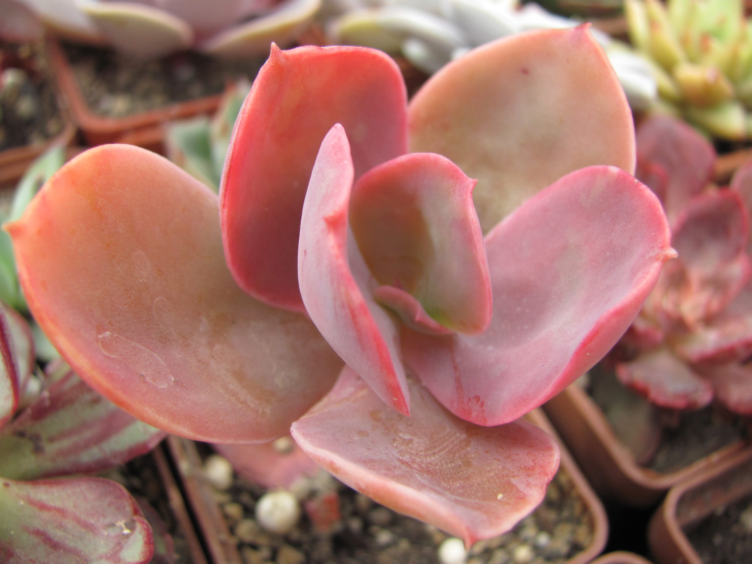 Echeveria