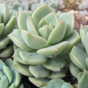 Echeveria    Titubans