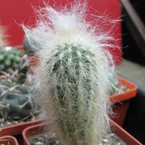 Espostoa  lanata