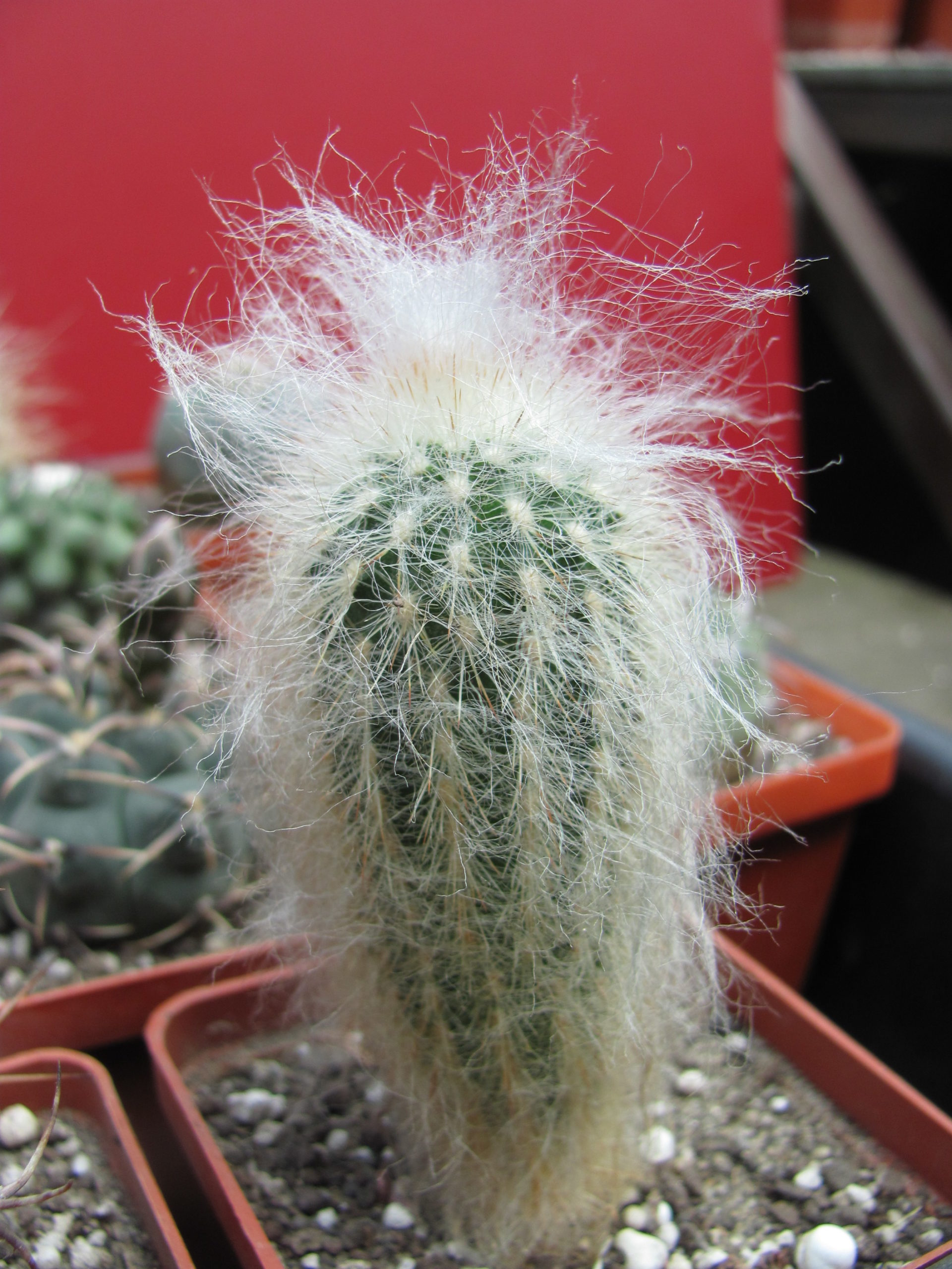Espostoa  lanata