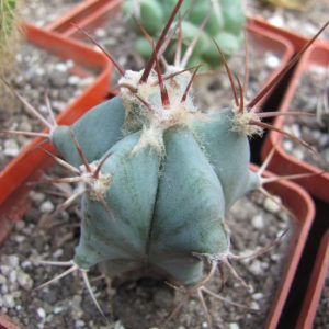 Echinocactus    ingens