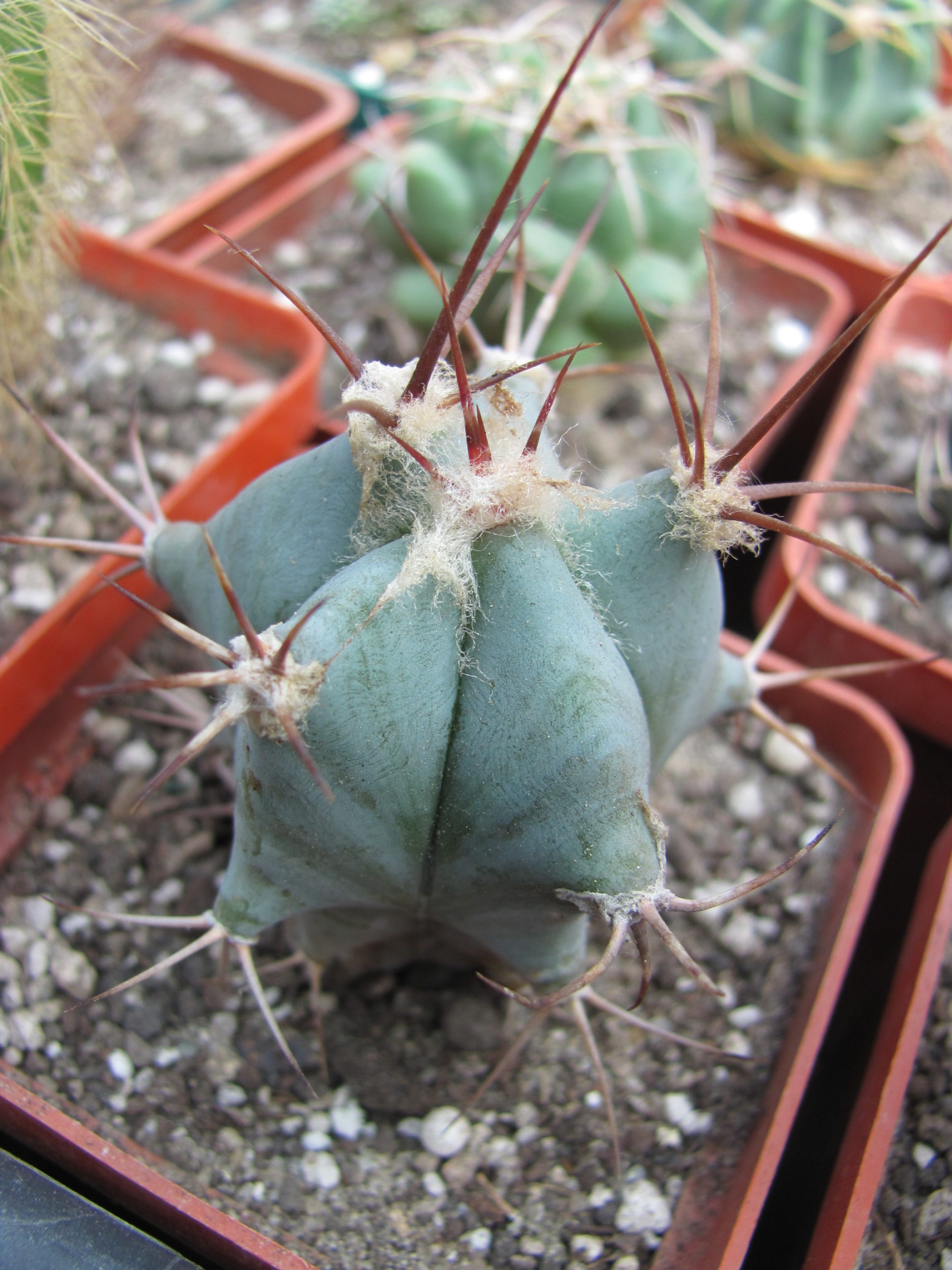 Echinocactus ingens