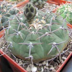 Gymnocalycyum    pilziorum
