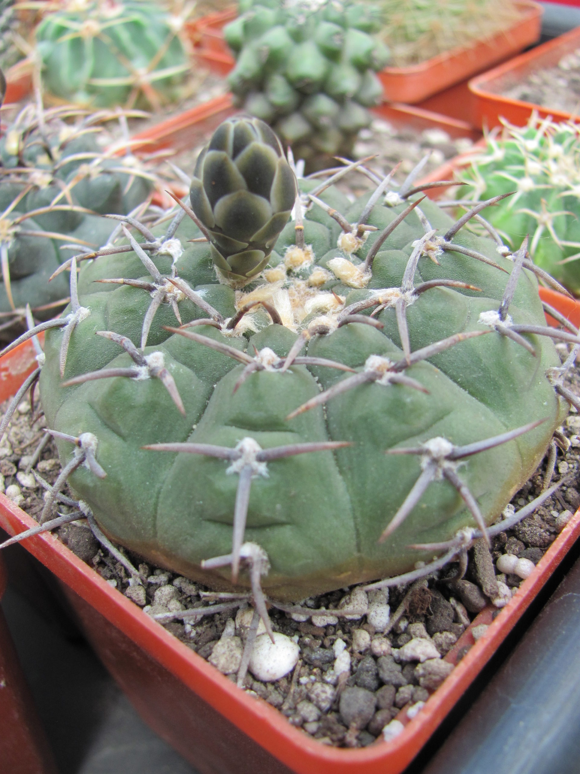 Gymnocalycyum    pilziorum