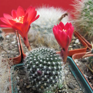 Rebutia    krainziana