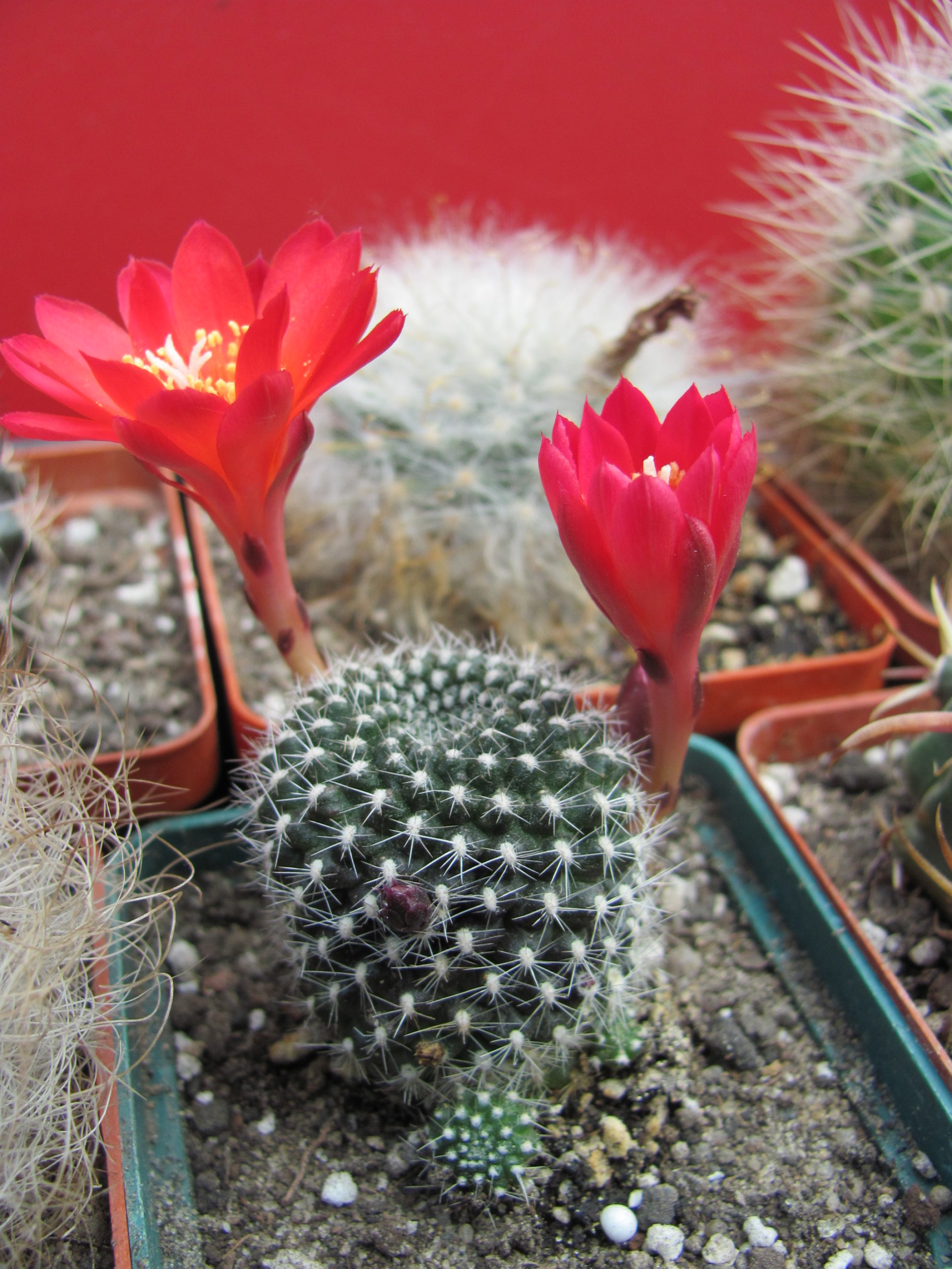 Rebutia    krainziana