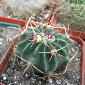Ferocactus  latispinus    rubrispinus