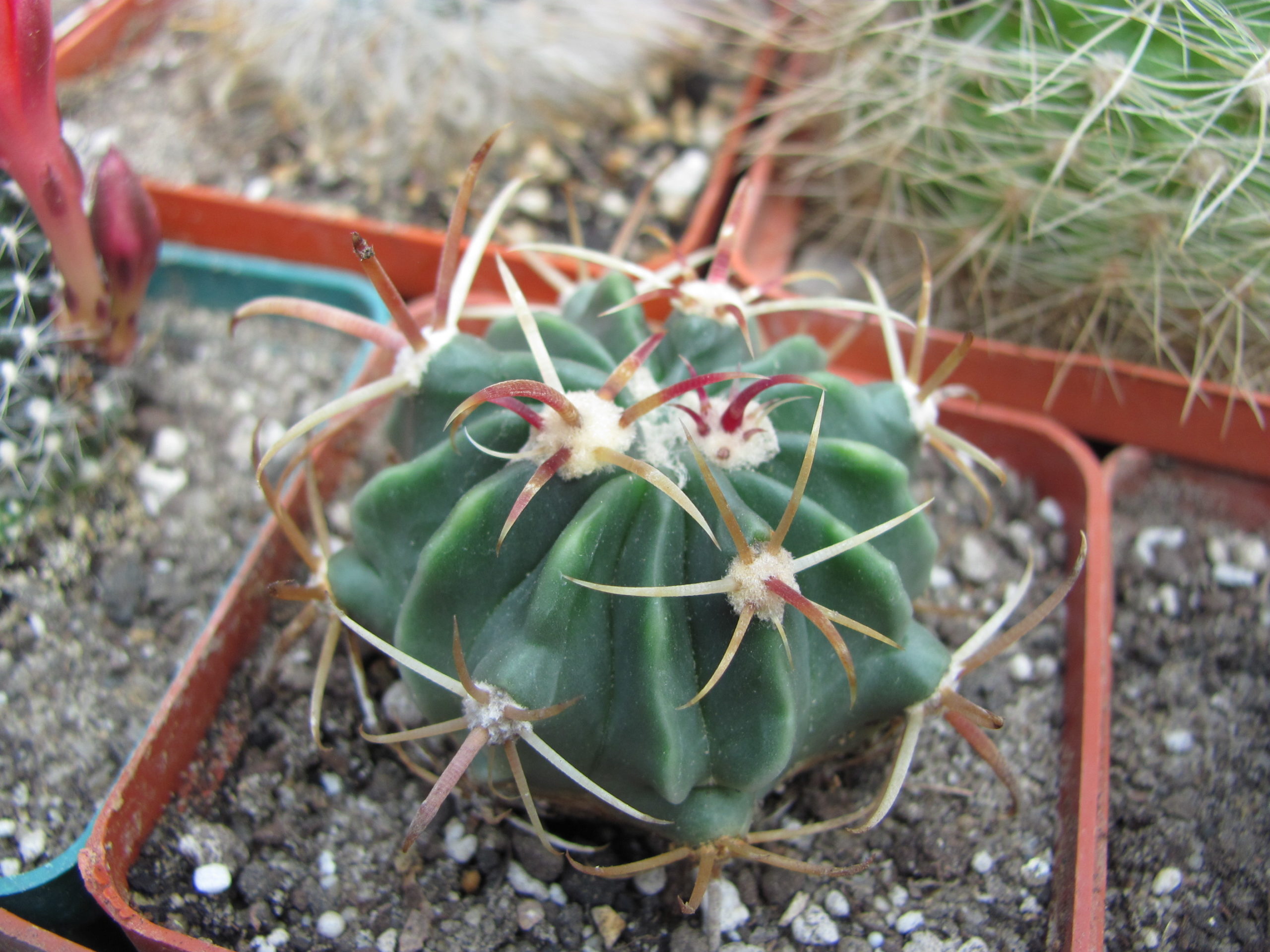 Ferocactus  latispinus    rubrispinus