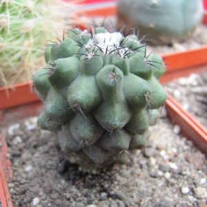 Copiapoa    barguitensis