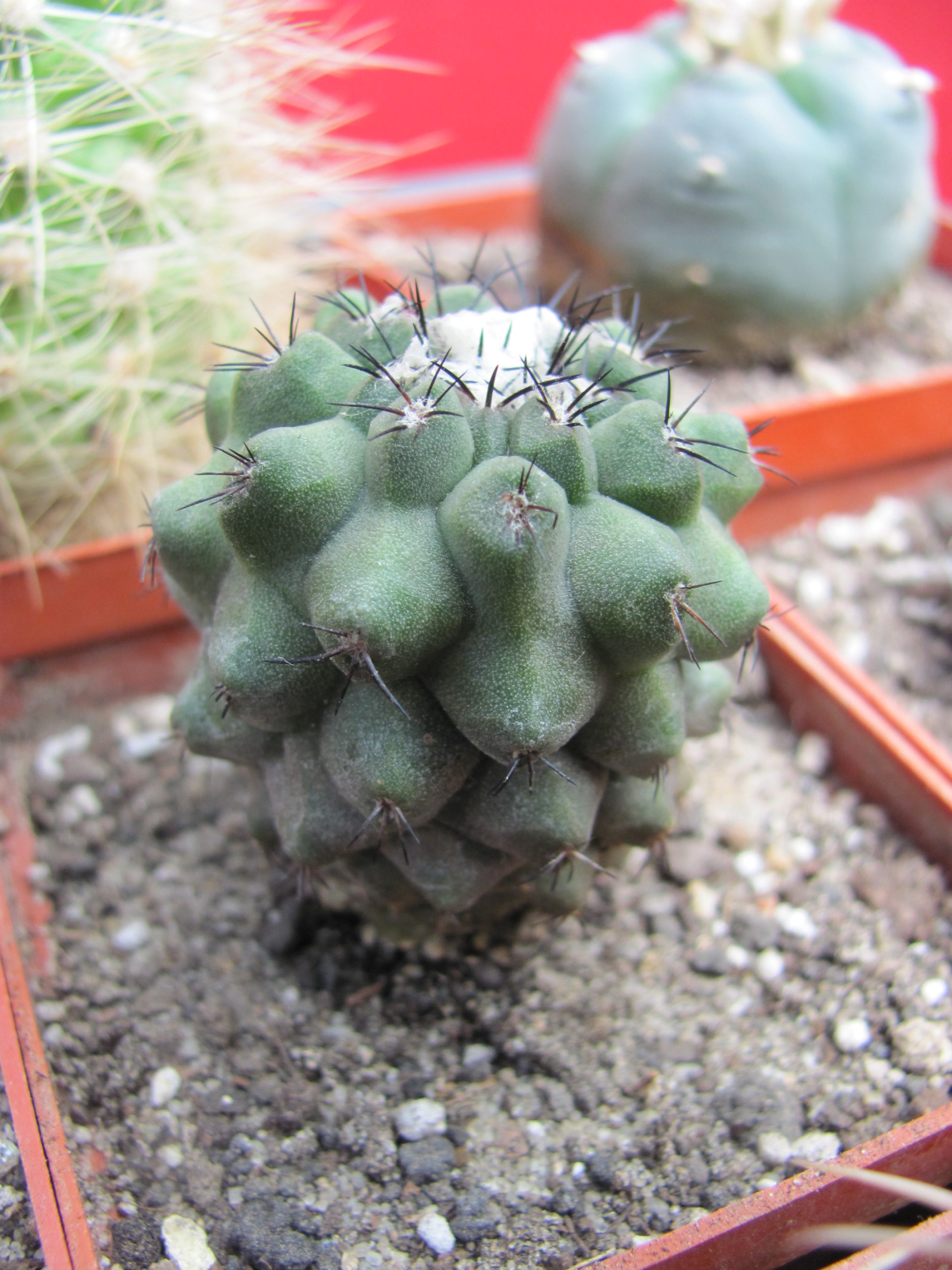 Copiapoa    barguitensis