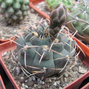 Gymnocalycium    intertextum     P-81