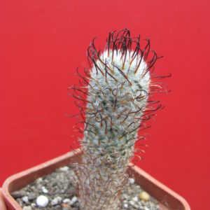 Mammillaria  peresdelarosae