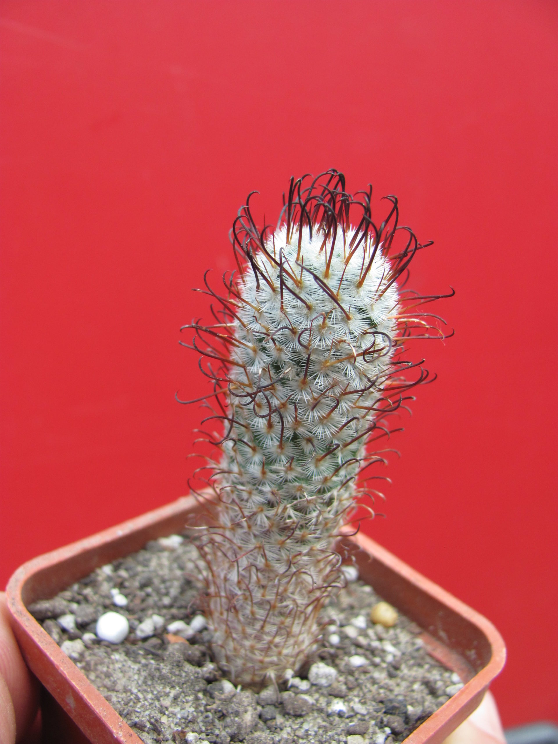 Mammillaria peresdelarosae