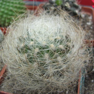 Neoporteria    multicolor      ( Yellow )