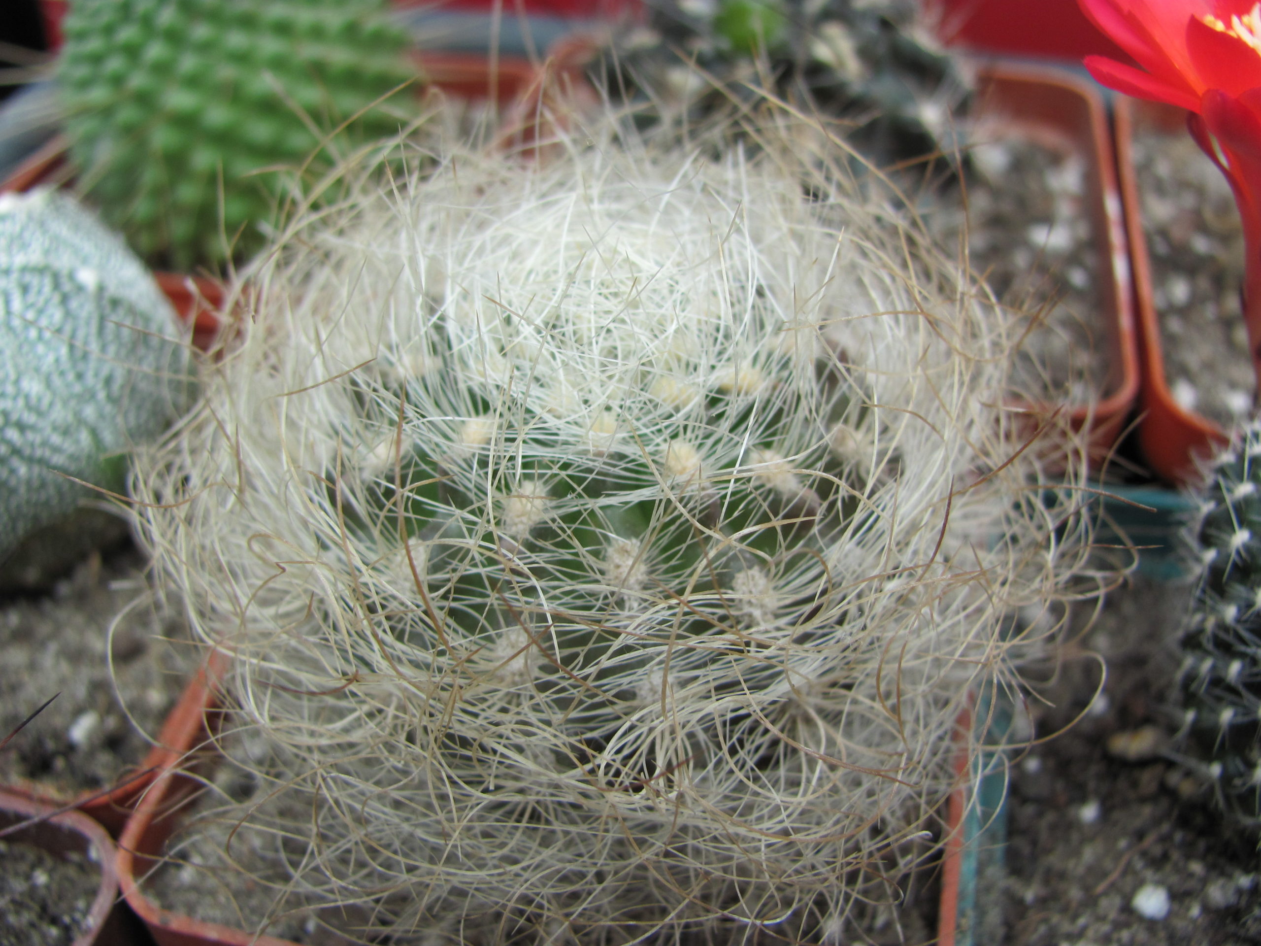Neoporteria    multicolor      ( Yellow )