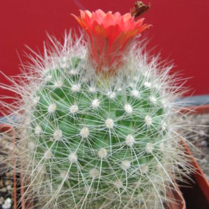 Parodia   penicillata    nivosa
