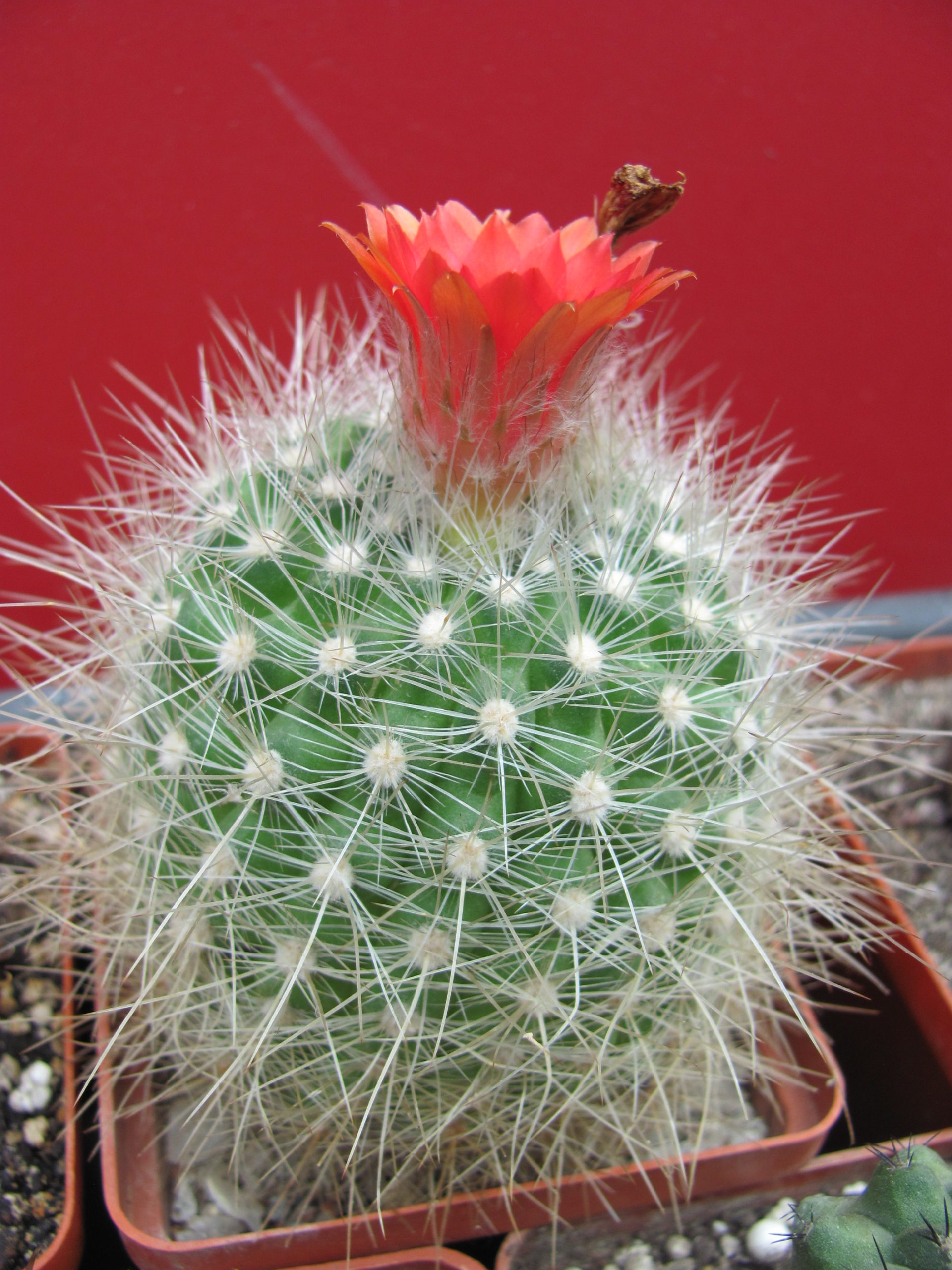 Parodia   penicillata    nivosa