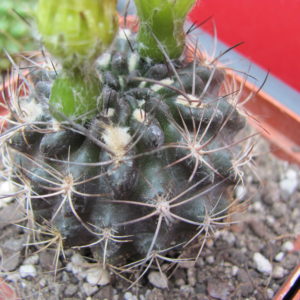 Neoporteria    nigriscoparia