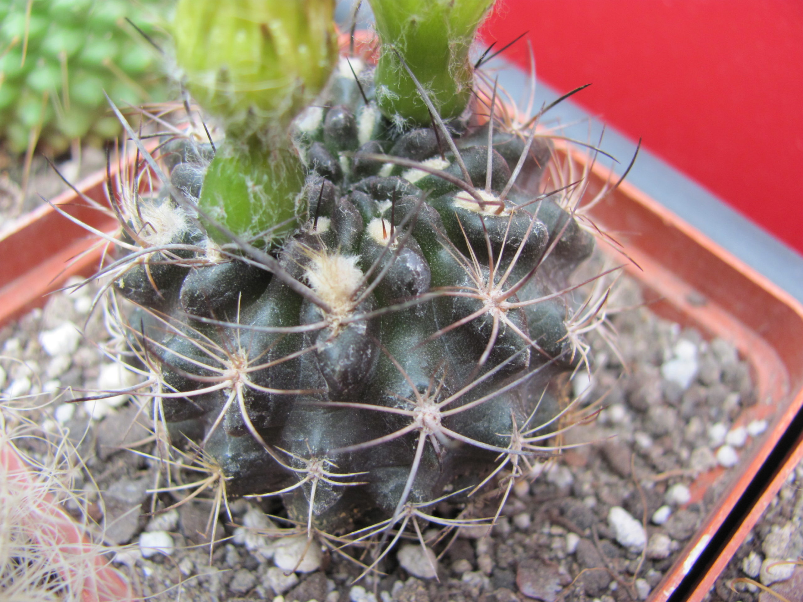 Neoporteria    nigriscoparia