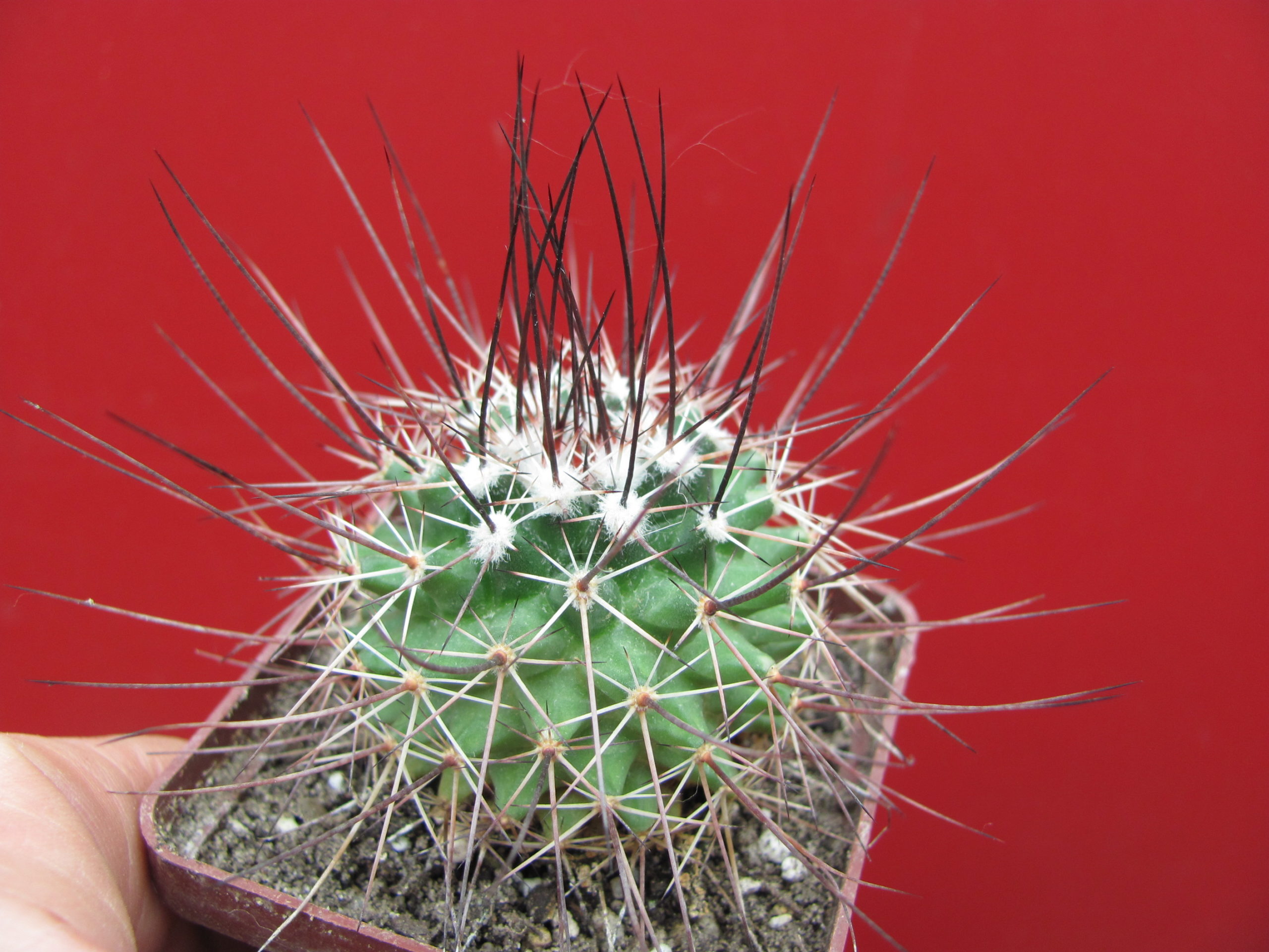 Mammillaria johnstonii