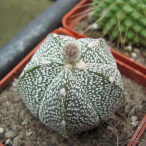 Astrophytum    coahuilense x  Hanazono